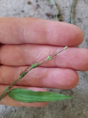 Oplismenus hirtellus