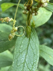 Stictocephala bisonia