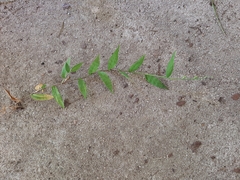 Oplismenus hirtellus