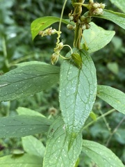 Stictocephala bisonia