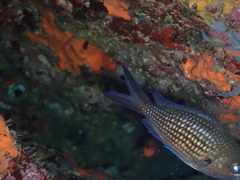 Chromis chromis