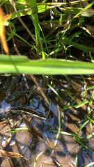 Bittacomorpha clavipes