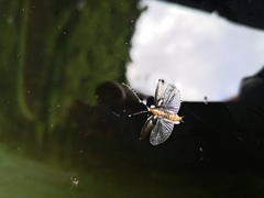 Ectobius vittiventris