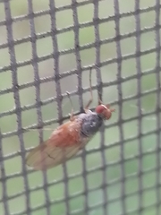 Heleomyzidae