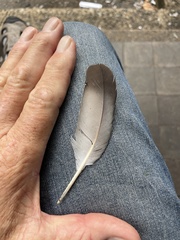 Columba livia domestica
