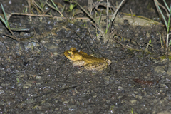 Rhinella