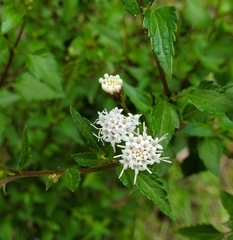 Ageratina glechonophylla