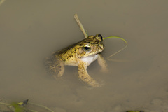 Rhinella