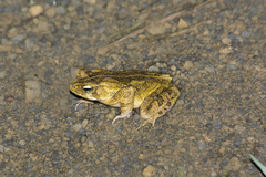 Rhinella henseli
