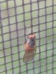 Heleomyzidae