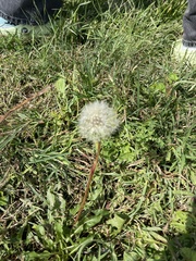 Taraxacum