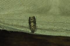 Grapholita packardi