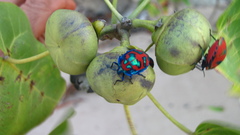 Tectocoris diophthalmus