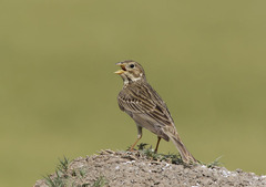 Emberiza calandra