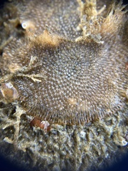 Cryptosula pallasiana