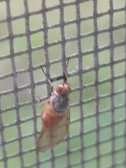 Heleomyzidae