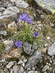 Phyteuma hemisphaericum