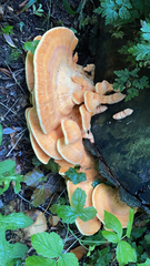 Laetiporus