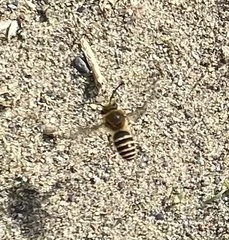 Colletes hederae