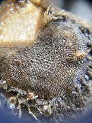 Cryptosula pallasiana