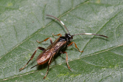 Ichneumonidae