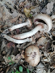 Agaricus bohusii