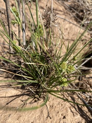 Cyperus acuminatus