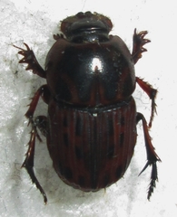 Oniticellus formosus