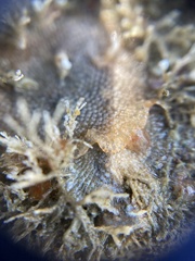 Cryptosula pallasiana