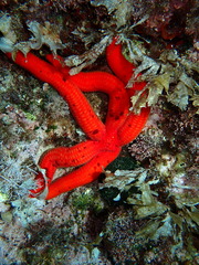 Ophidiaster ophidianus