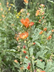 Sphaeralcea fendleri