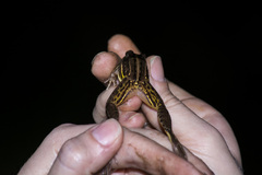 Leptodactylus plaumanni