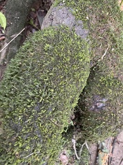 Pseudotaxiphyllum elegans