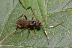 Ichneumonidae