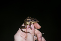Leptodactylus plaumanni