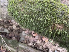 Pseudotaxiphyllum elegans