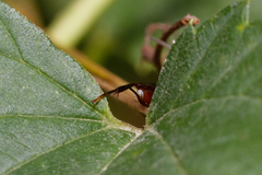 Ichneumonidae