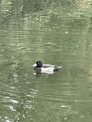Aythya fuligula