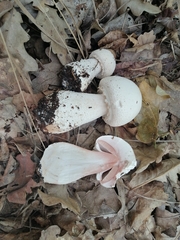 Agaricus benesii