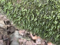 Pseudotaxiphyllum elegans