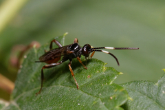 Ichneumonidae