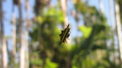 Gasteracantha fornicata