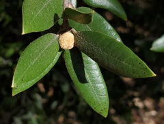 Heteroecus melanoderma