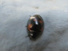 Exochomus quadripustulatus