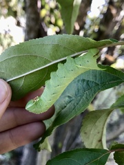 Paonias excaecata