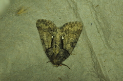 Chytonix palliatricula