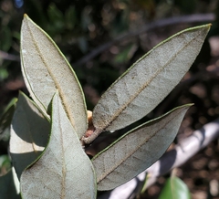 Heteroecus melanoderma