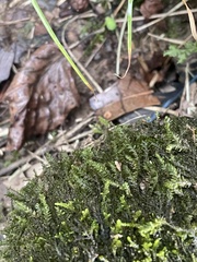 Pseudotaxiphyllum elegans