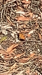 Nymphalidae