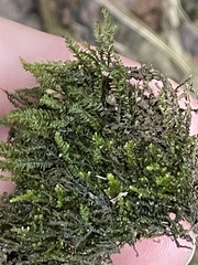 Pseudotaxiphyllum elegans